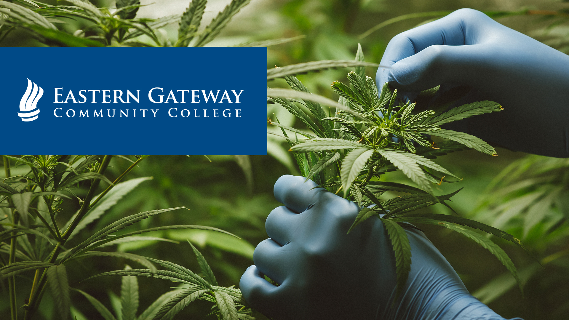 Payment Extraction Cannabis Studies Rowan University Payment Extraction Cannabis Studies Rowan University